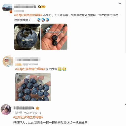 藍(lán)莓這個地方容易滋生霉菌 吃前別忘給它“掏耳朵”