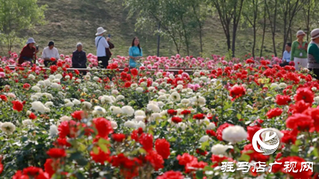 確山縣：盤(pán)龍山公園月季花盛放 游客爭(zhēng)相打卡賞花