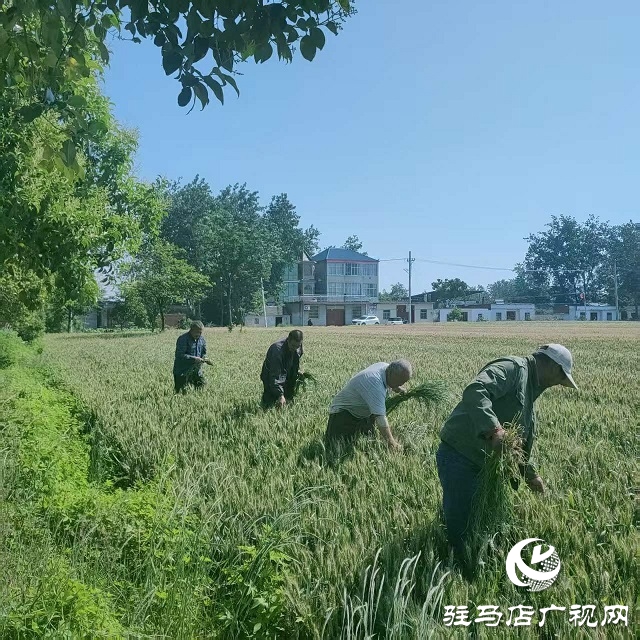 新蔡縣頓崗鄉(xiāng)持續(xù)扎實做好多花黑麥草拔除工作