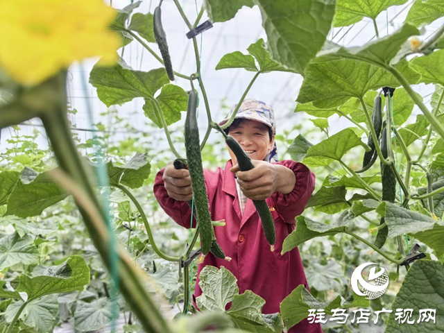 驛城水屯鎮(zhèn)：黨建引領特色種植 小黃瓜助農(nóng)增收